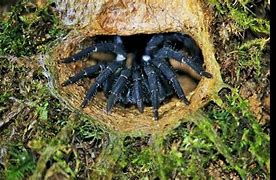 Image result for Pale Trapdoor Spider