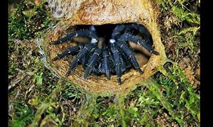 Image result for Trapdoor Spider Poisonous