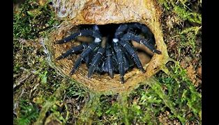 Image result for Ravine Trapdoor Spider