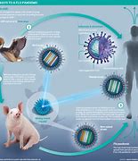 Image result for CDC Bird Flu Map Human