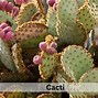 Image result for Money Plant Succulent