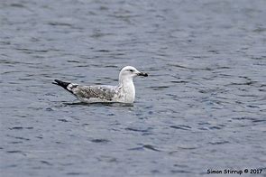 Image result for Caspian Gull