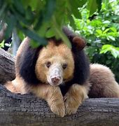 Image result for Golden Moon Bear