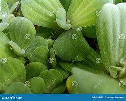 Image result for Duckweed Close Up