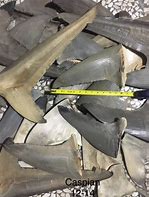 Image result for Dried Shark Fin