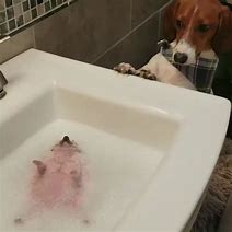 Image result for Green Dog Bathtub Meme