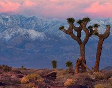 Image result for Mojave Desert National Monument