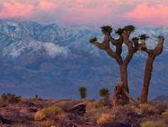 Image result for Grasses of the Mojave Desert