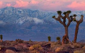 Image result for Mojave Desert Dry Farming