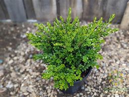 Image result for Calgary Boxwood Buxus