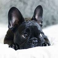 Image result for Baby Black Bulldog