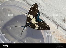 Image result for Moth with Feathery Antennae