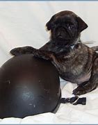 Image result for Pug Puppies Brindle