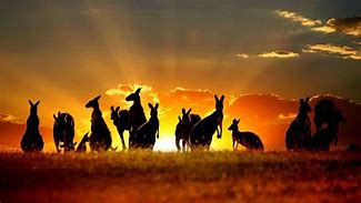 Image result for Australian Country Scenes