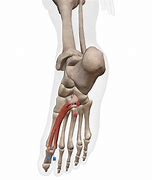 Image result for Flexor Hallucis Brevis Exercise