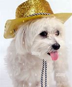 Image result for Dog Cowboy Hat