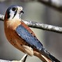 Image result for Female Kestrel Images