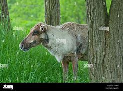 Image result for Female Caribou