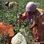 Image result for Cotton Picking Machinery