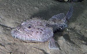 Image result for Goosefish