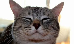 Image result for Cute Cat Smiling