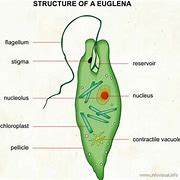 Image result for Euglena Cell Wall