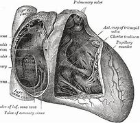 Image result for Interatrial Septum Formation