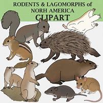 Image result for North American Rodents List