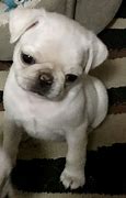 Image result for White Baby Pug