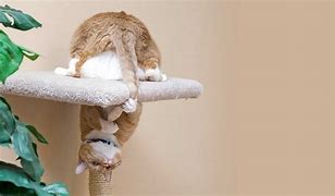 Image result for Cat Chases Tail