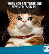 Image result for funny memes no text animals