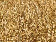 Image result for Field of Oats