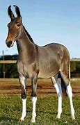 Image result for Arabian Mule