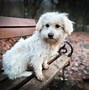 Image result for Bichon Maltese