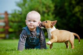 Image result for Bull Terrier Babies