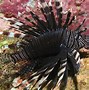 Image result for Lionfish Range