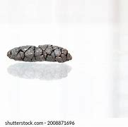 Image result for Fresh Rabbit Poop