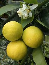 Image result for Citrus Limetta