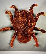 Image result for Ticks and Mites