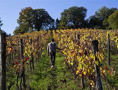 Image result for Tuscany Italy Wine