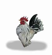 Image result for Serama Chicken Exchequer