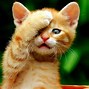 Image result for 3D PC Wallpaper 4K Download Cute