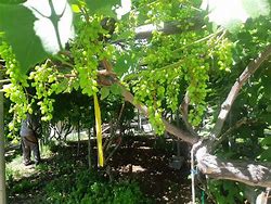 Image result for Hardy Table Grape