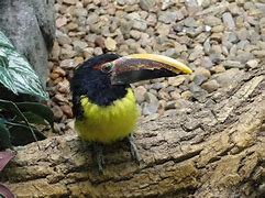 Image result for Rainforest Animals Toucan