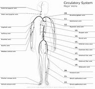 Image result for Arteries in Circulatory System