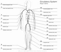 Image result for Label of the Circulatory System