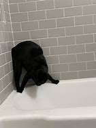 Image result for Cat Bathtub Meme