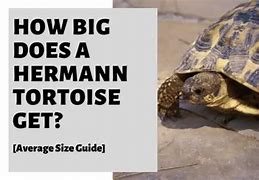 Image result for Hermann Tortoise Growth Chart