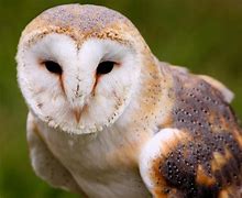 Image result for Barn Owl Wallpaper