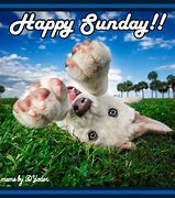 Image result for Sunday Dog Memes